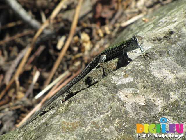 SX19634 Green lizard on rocks at Corniglia, Cinque Terre, Italy